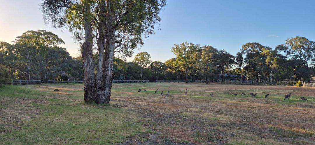 Photo of Others in Yarrambat