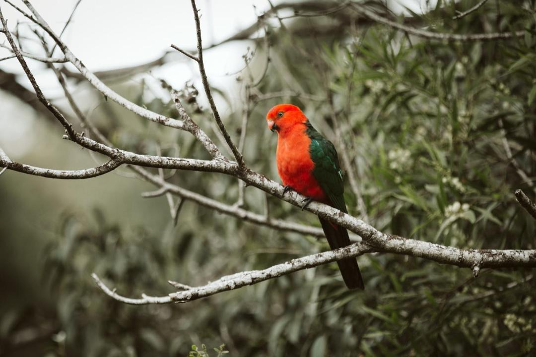 Photo of Others in North Maleny