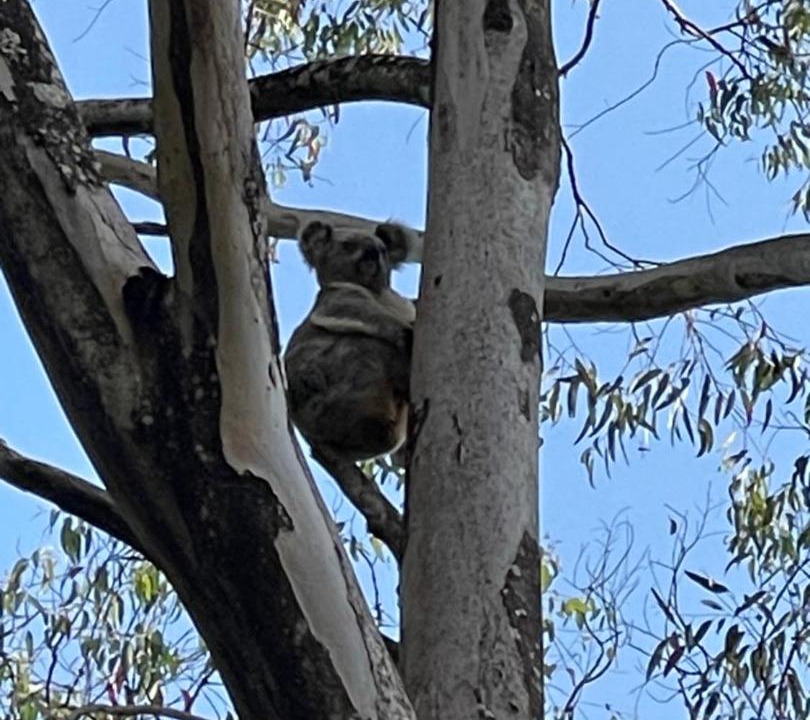 Photo of Others in Upper Coopers Creek