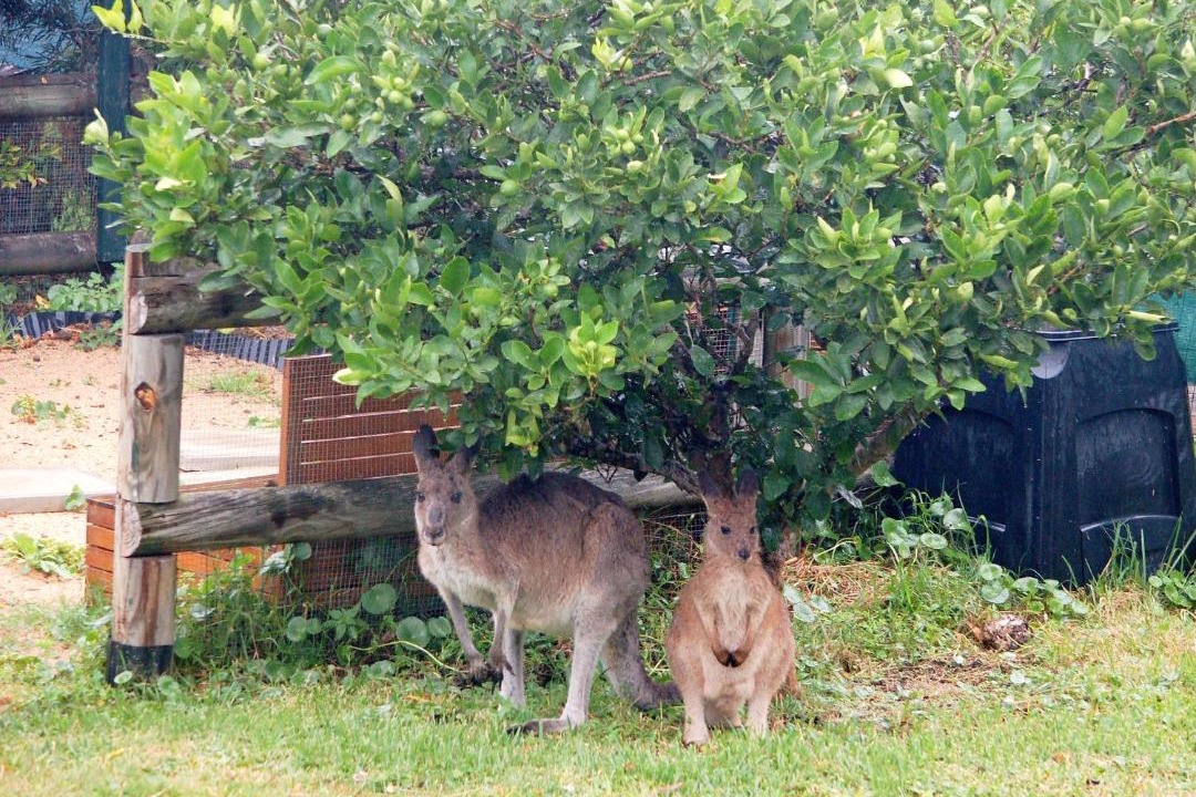 Photo of Others in Durras North