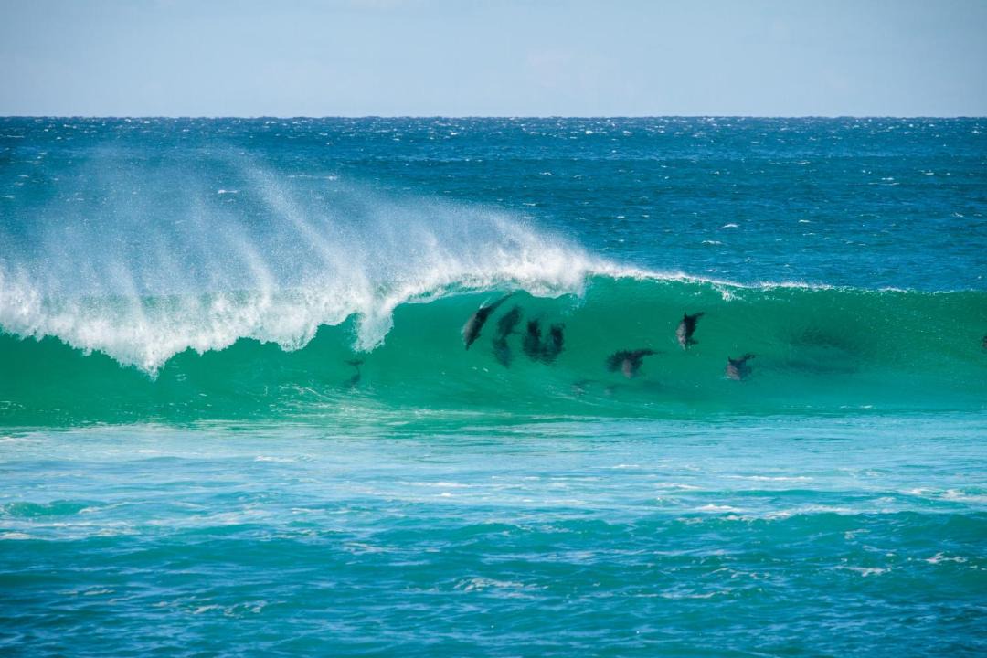 Photo of Others in East Ballina