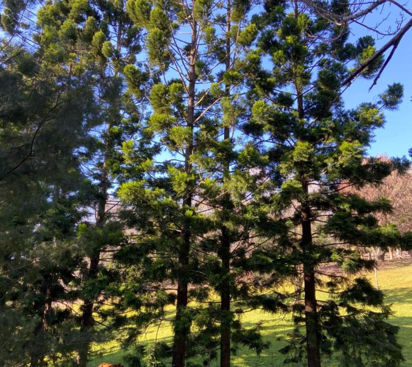 Photo of Others in Maleny