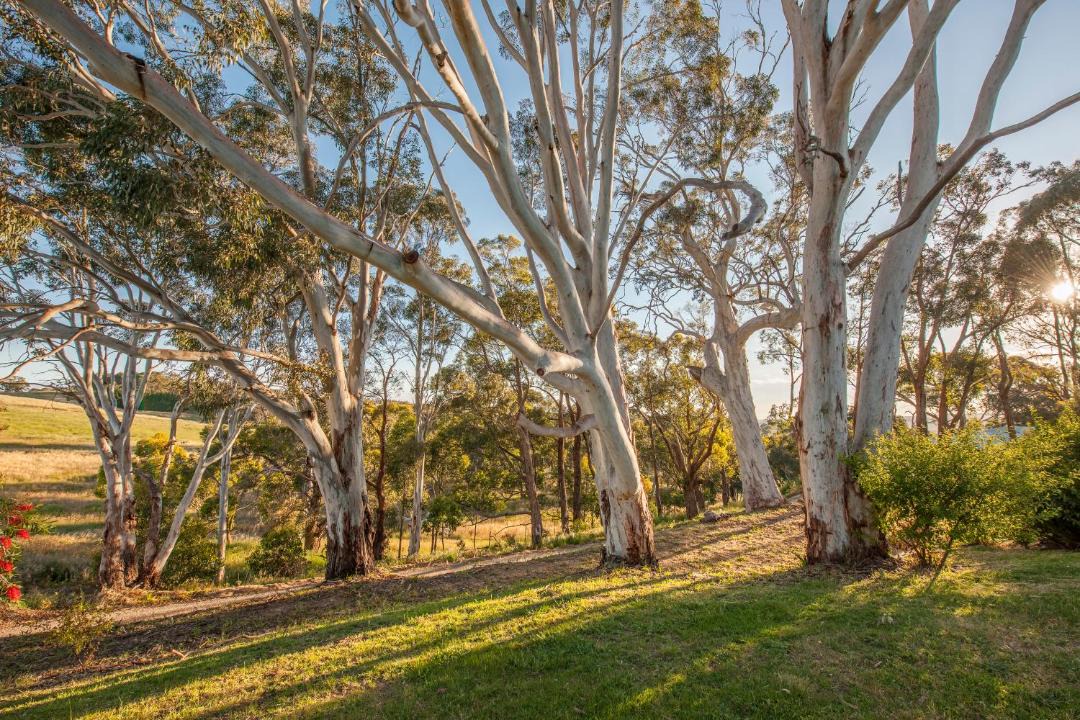 Photo of Others in Hahndorf