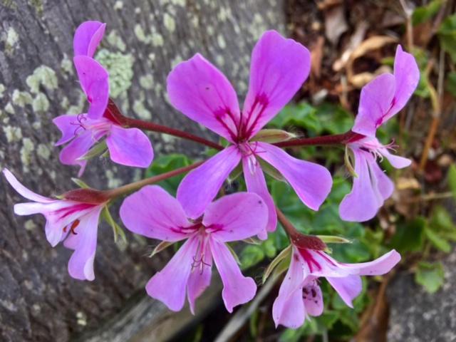 Photo of Others in Pambula