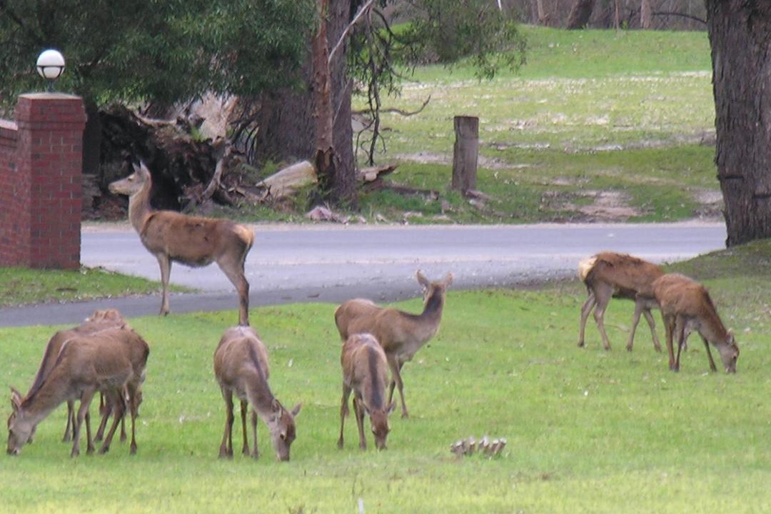 Photo of Others in Halls Gap