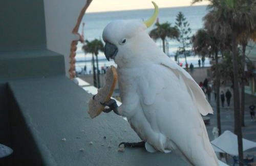 Manly Hostel | Boardrider Backpackers and Budget Motel